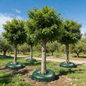 Preview: Lot de 4 anneaux d’irrigation pour arbres de 55 L chacun pour arbustes et arbres – sacs d’arrosage en PVC robuste – résistant aux UV – circonférence de tronc jusqu’à 30 cm – système goutte à goutte