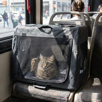 Preview: Robuste Faltbare Transportbox für Tiere bis 20kg - schwarz, platzsparend & stabil – sichere Transportlösung für Hunde, Katzen, Kaninchen & mehr