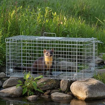 Preview: 2 Pièges à Fouines Robustes - Capture Sans Nuire - 66x26x23 cm Métal Réutilisable - Poignée Anti-Morsure - Garage/Grenier - Écologique & Efficace
