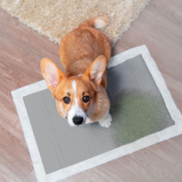 180 auslaufsichere Trainingsunterlagen für Hunde / Welpen (60x60cm): mit Aktivkohle für optimale Geruchsbindung - Hoch saugfähig & ideal für Welpen