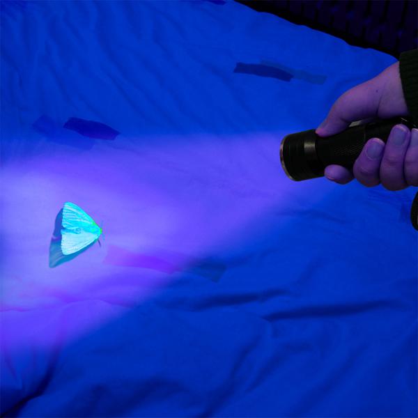 Multifunktionale 2in1 UV-Taschenlampe und Geldschein-/Ausweisprüfer, 21 LEDs, Batteriebetrieb, Für Echtheitsprüfung & Beleuchtung